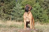 BULLMASTIFF 002